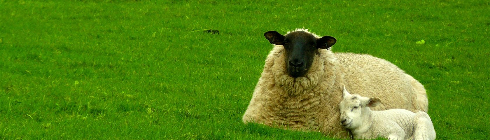 Devon Sheep with Lamb