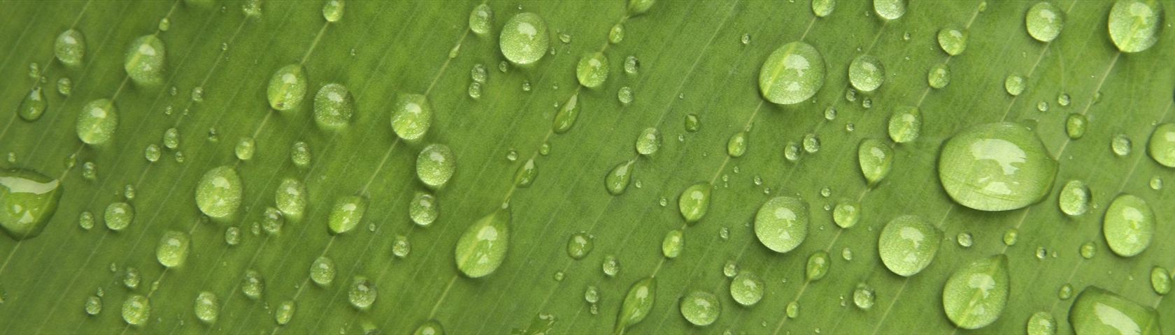 Water Drops on a Leaf
