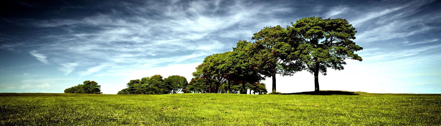 Landscape of Trees and Sky