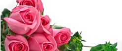 Dark Pink Rose Bouquet