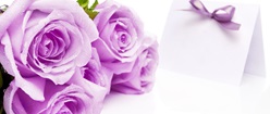 Purple Rose