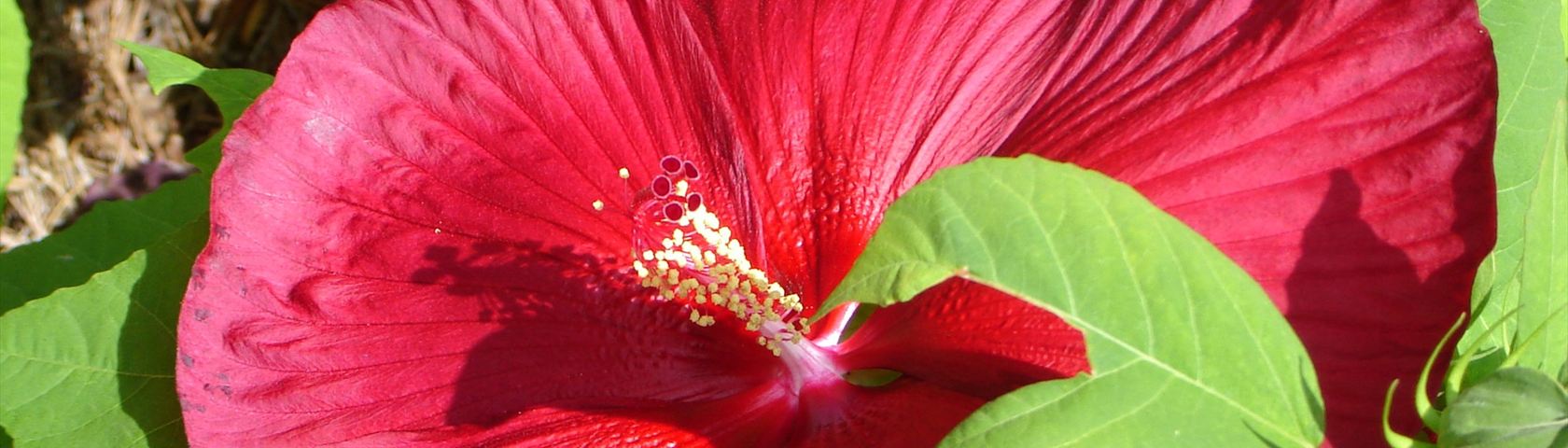 Red Flower Close Up