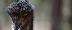 Evil Emu