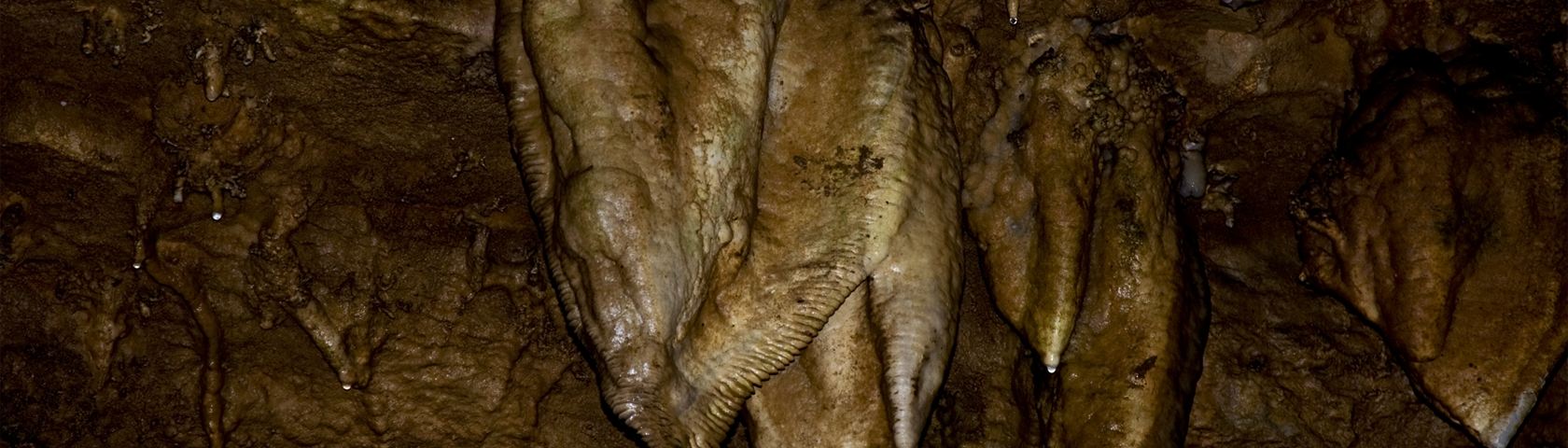 Cave Creature