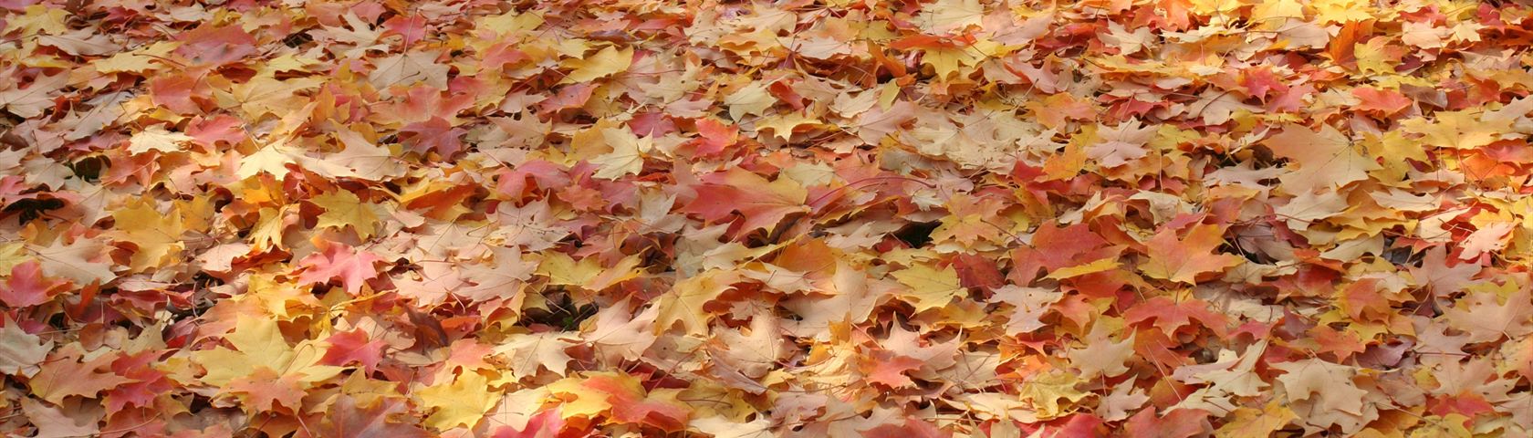 Fall Leaves