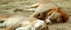 Lioin and Lioness Sleeping