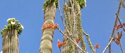 Cactus Skeleton