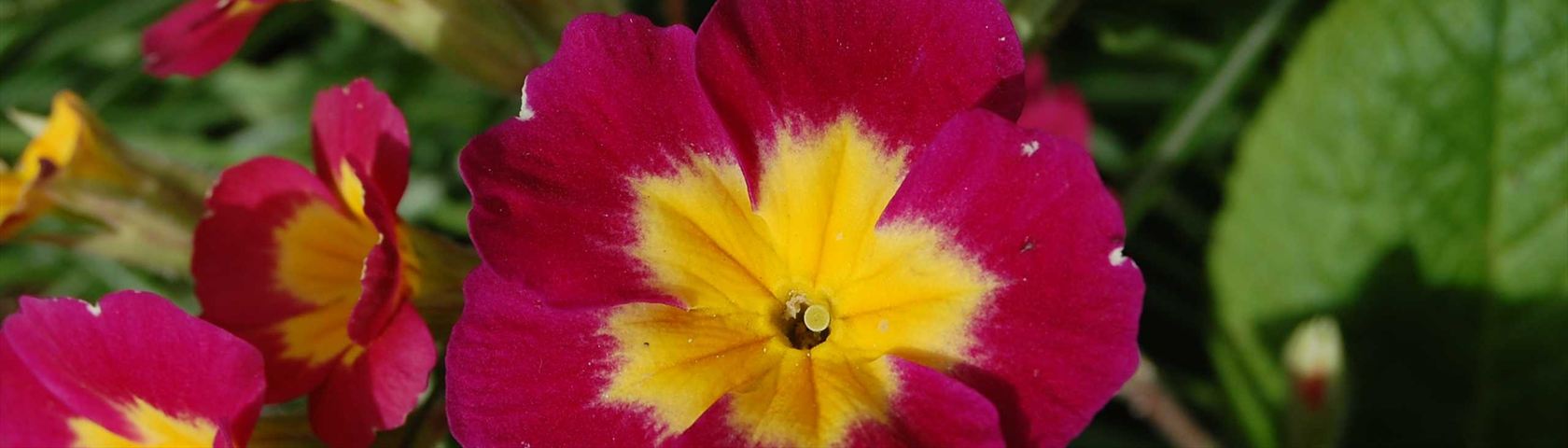 Red and Yellow Pansies