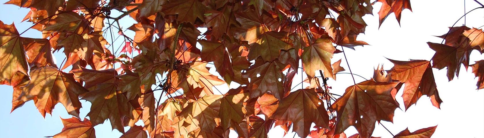 Maple Canopy