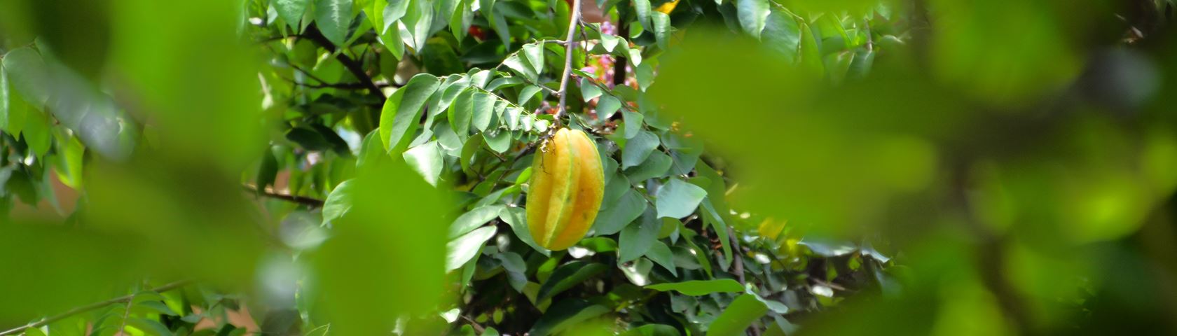 Blimbing Fruit