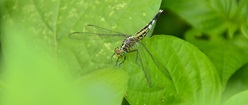 Dragonfly on Green Leaves