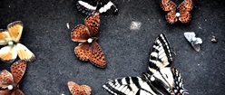 Butterflies on a Board