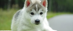 Alaskan Puppy