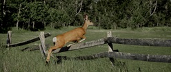 Deer Leaping