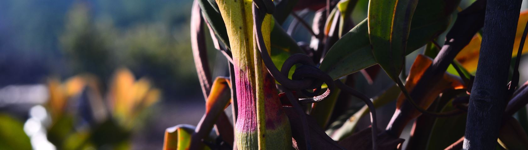The Genus Nepenthes