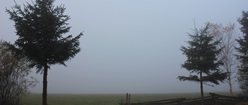 Backyard Fog