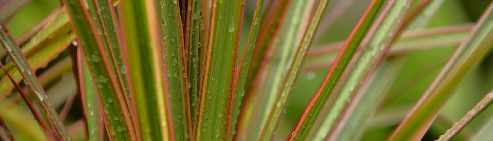 Rain Soaked Plants
