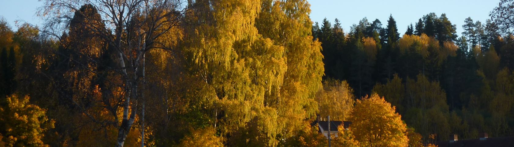 Autumn Birches