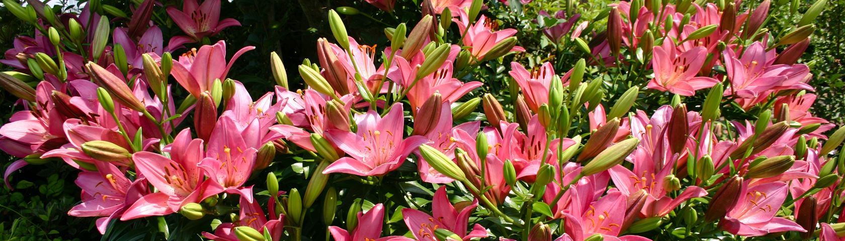 Tennessee Lilies