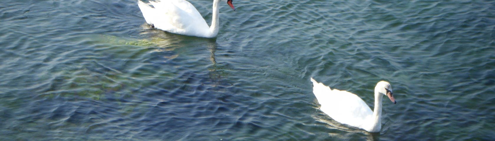 Swans on the Black Sea 2012