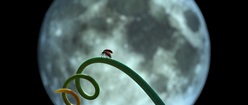 Ladybug - DoF