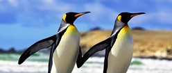 A Couple of Emperor Penguins