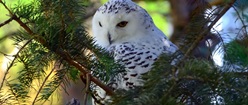 Beautiful White Owl