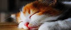 Cute sleeping kitten