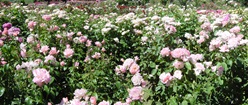 Pink Rose Garden