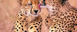 Loving Cheetahs