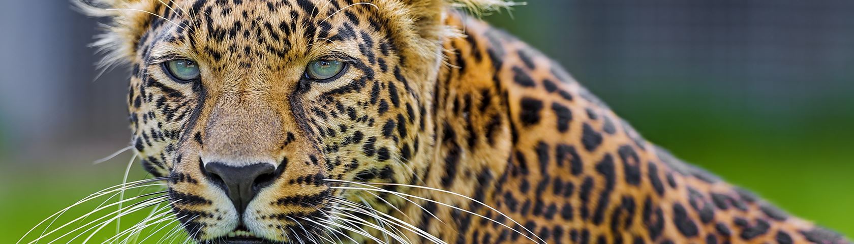 African Leopard ( panthera pardus)