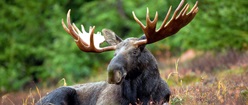 Moose at Rest