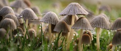 Wild Forest Fungi