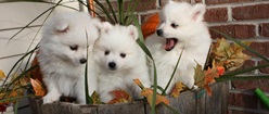 Puppies!