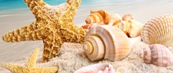 Seashells on the Shore