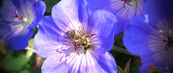 Honey Bee on Flowers