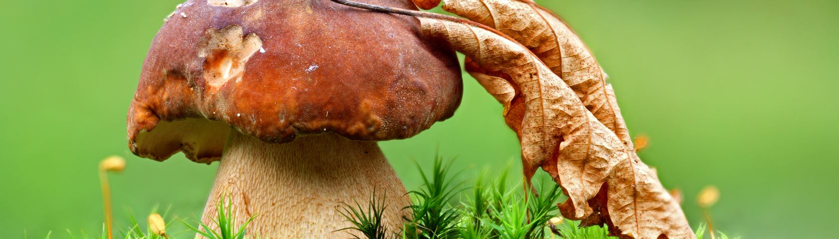 Wild Mushroom with Dry Leaf