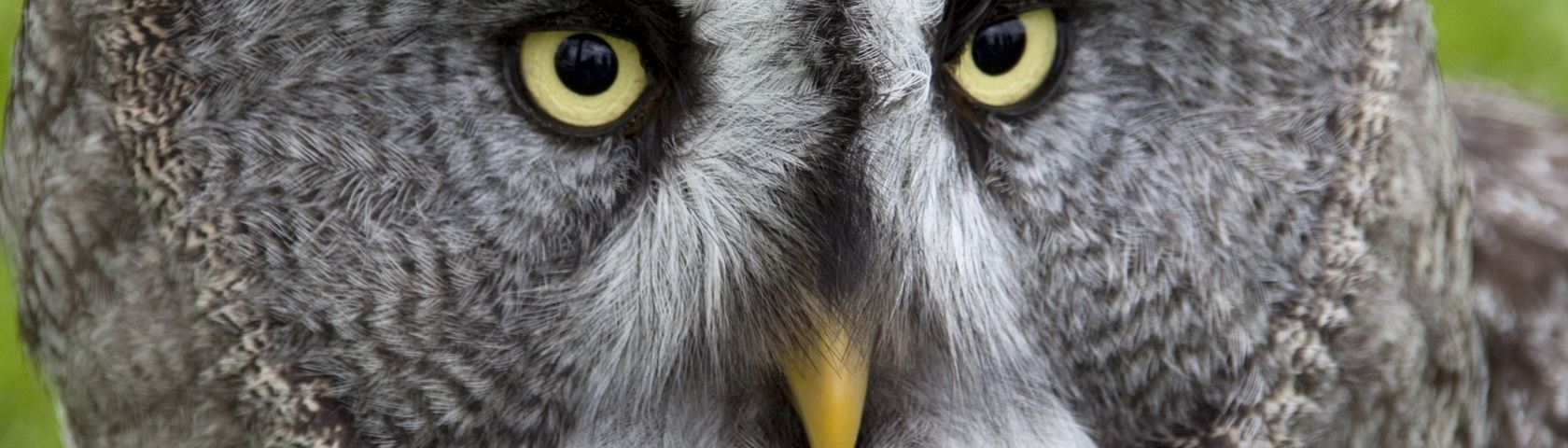 Great Grey Owl