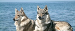 Wolf Dogs
