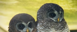 Two Owls