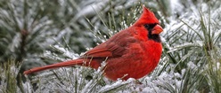 Red Cardinal Male