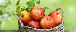 Apples in a Wicker Basket
