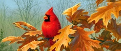 Autumn Cardinal