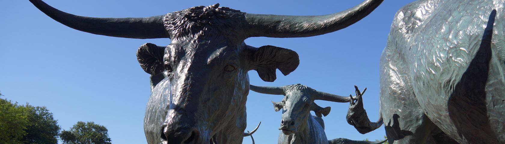 Longhorn Cattle in Pioneer Plaza