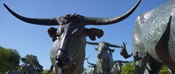 Longhorn Cattle in Pioneer Plaza