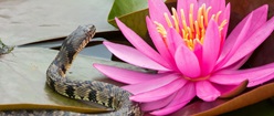 The Serpent and the Waterlily
