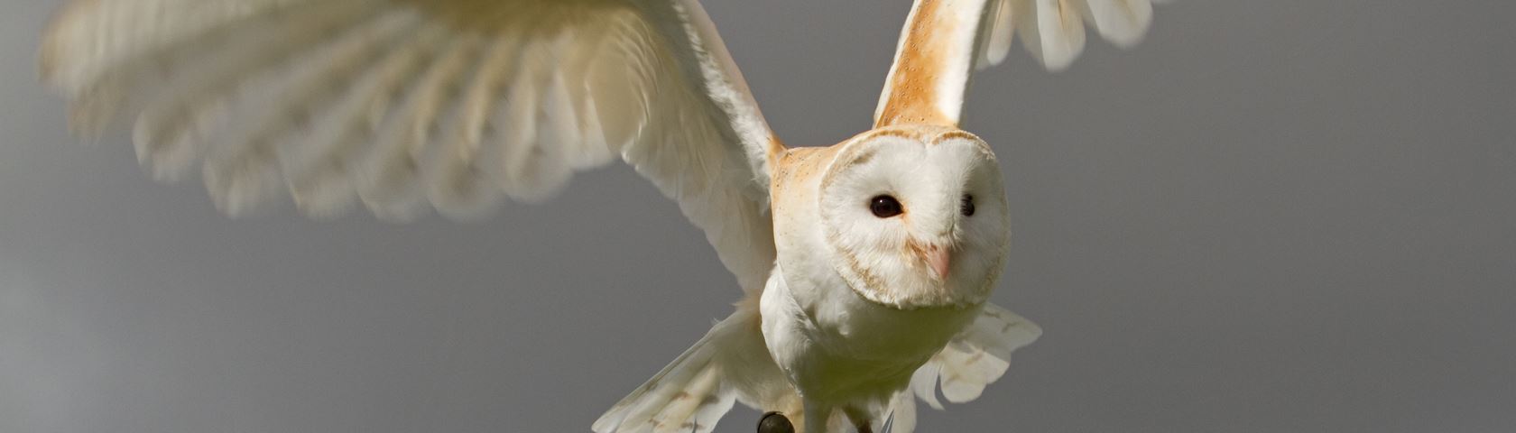 A Beautiful Owl