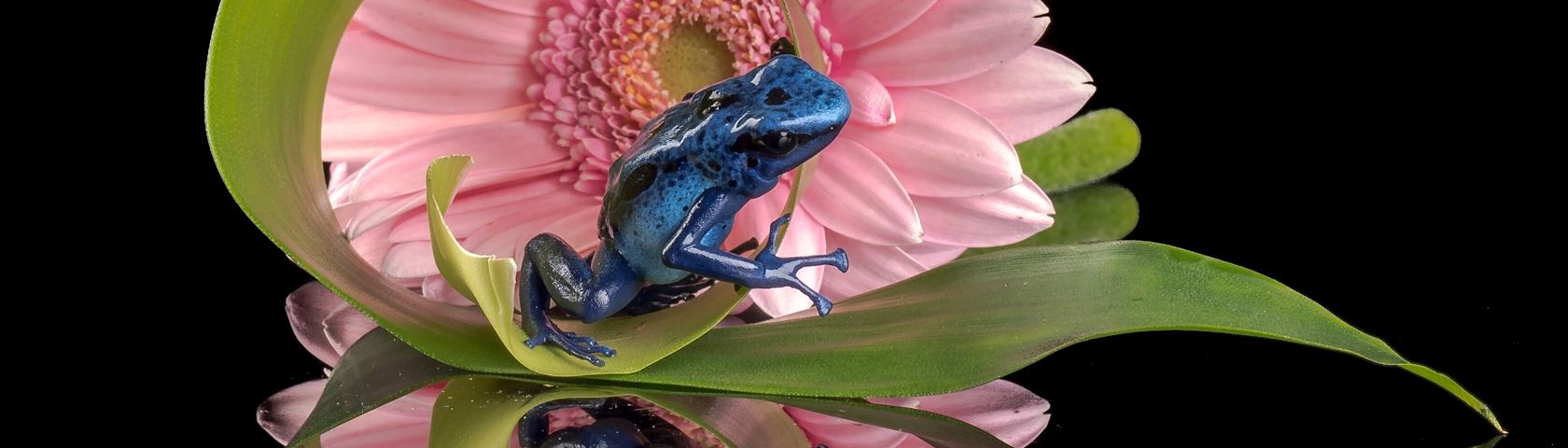 the Froggy and the Flower