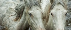 Appleby Horse Fair