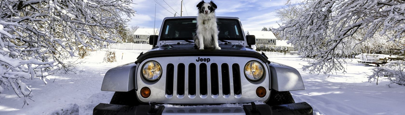 Doggy on a Jeep
